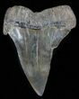 Fossil Mako Shark Tooth - Georgia #61688-1